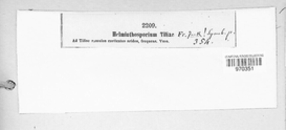 Helminthosporium image